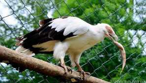 Palm bar, або vulture eagle